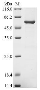 torA Protein