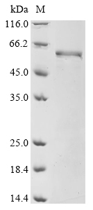Mouse Ena/VASP-like Protein