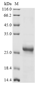Bombyx mori General odorant-binding protein 1 Protein