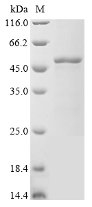 ftsZ Protein
