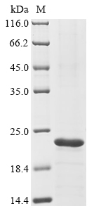 Mouse Enho Protein
