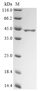 Blomia tropicalis Paramyosin Protein