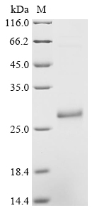 Neosartorya fumigata Allergen Asp f 15 Protein