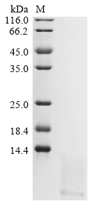 Mouse Ptger2 Protein