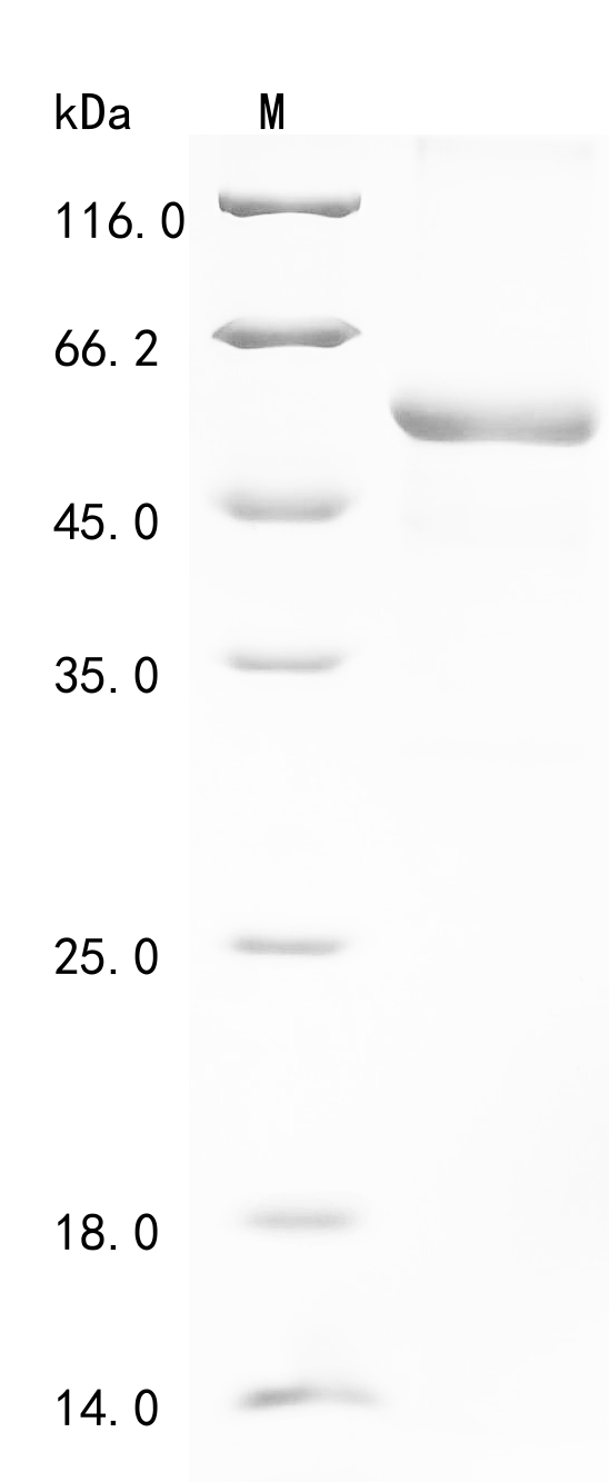 Human C1QTNF1 Protein