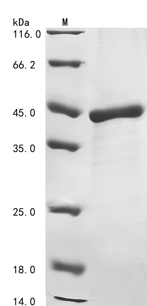 Rat Mmp2 Protein
