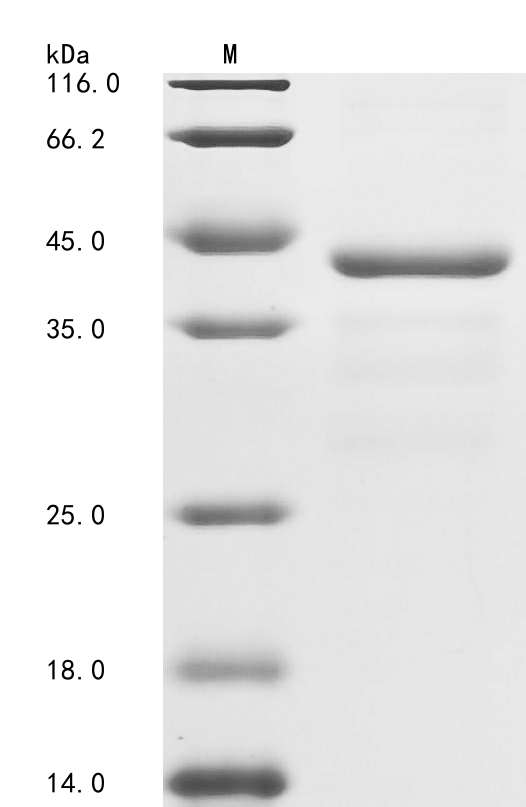 Human Coagulation factor IX Protein