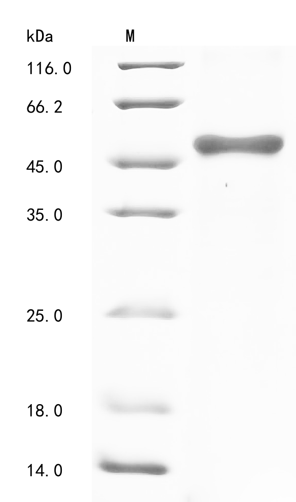 Human WNT1 Protein