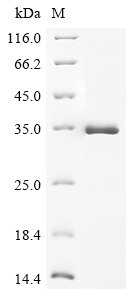 Rat Tgfa Protein
