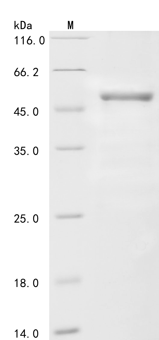Human Coagulation factor VIII Protein
