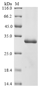 Human KLK7 Protein