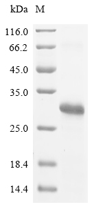 JC polyomavirus Small t antigen Protein