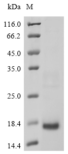 omcA Protein