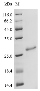 CBU_1706 Protein