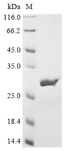 hsp90 Protein