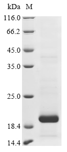 Mouse Clec2d Protein