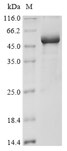 Human DDB2 Protein