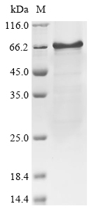 Human IRF7 Protein