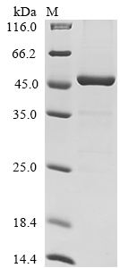 Mouse Aspn Protein
