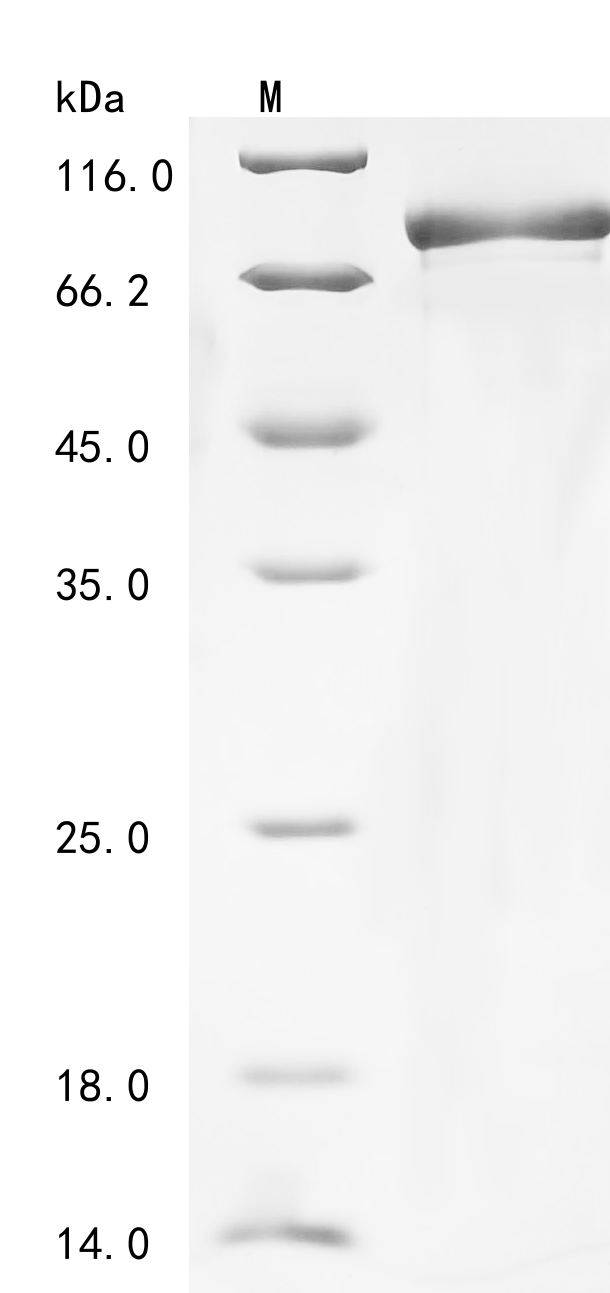 Human MAVS Protein