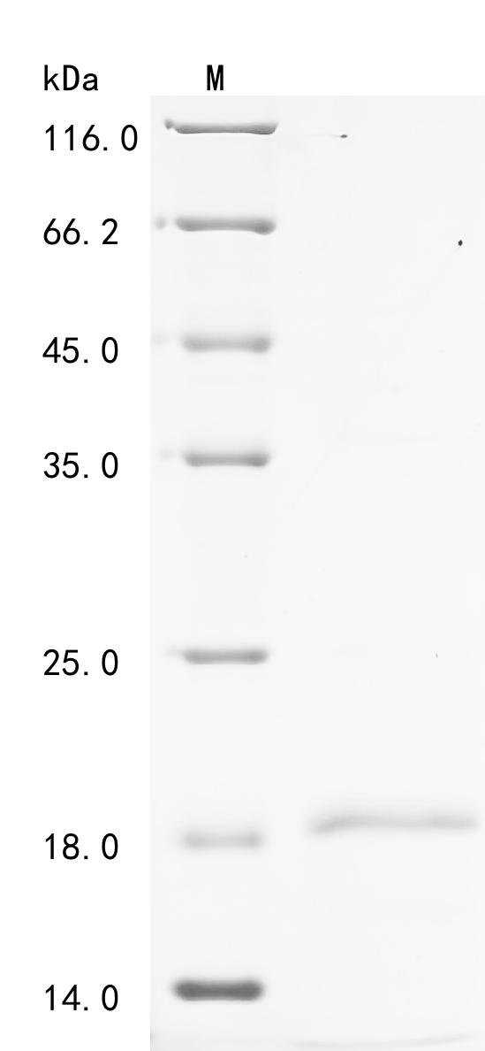 Porcine PF4 Protein