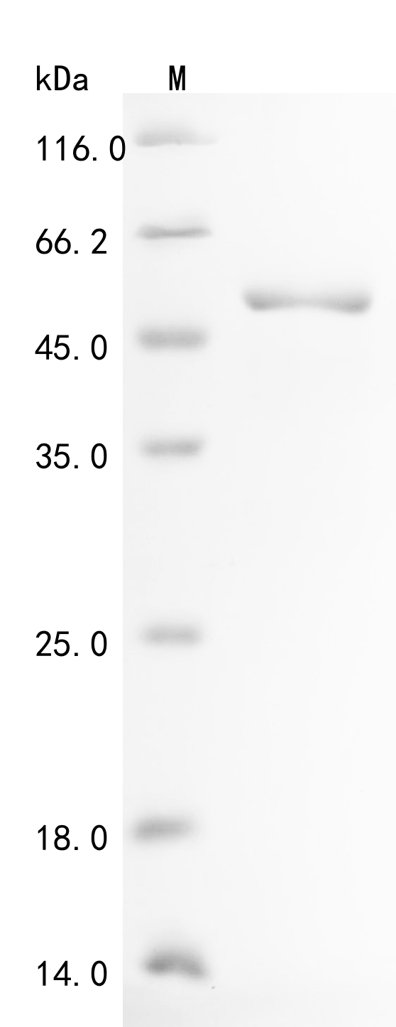 Mouse Ckmt2 Protein