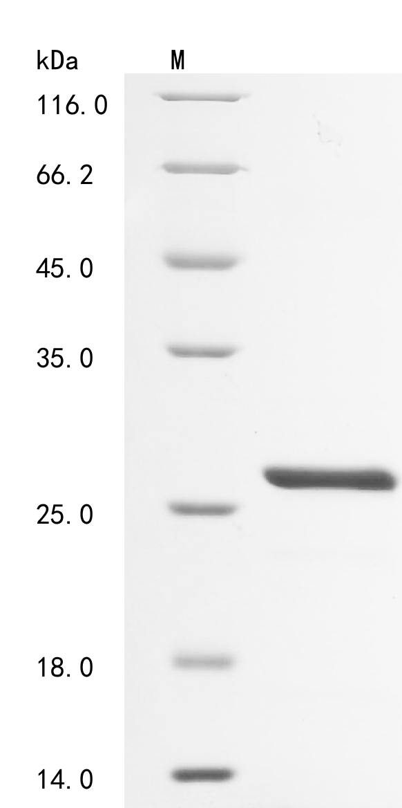 Human SMURF1 Protein