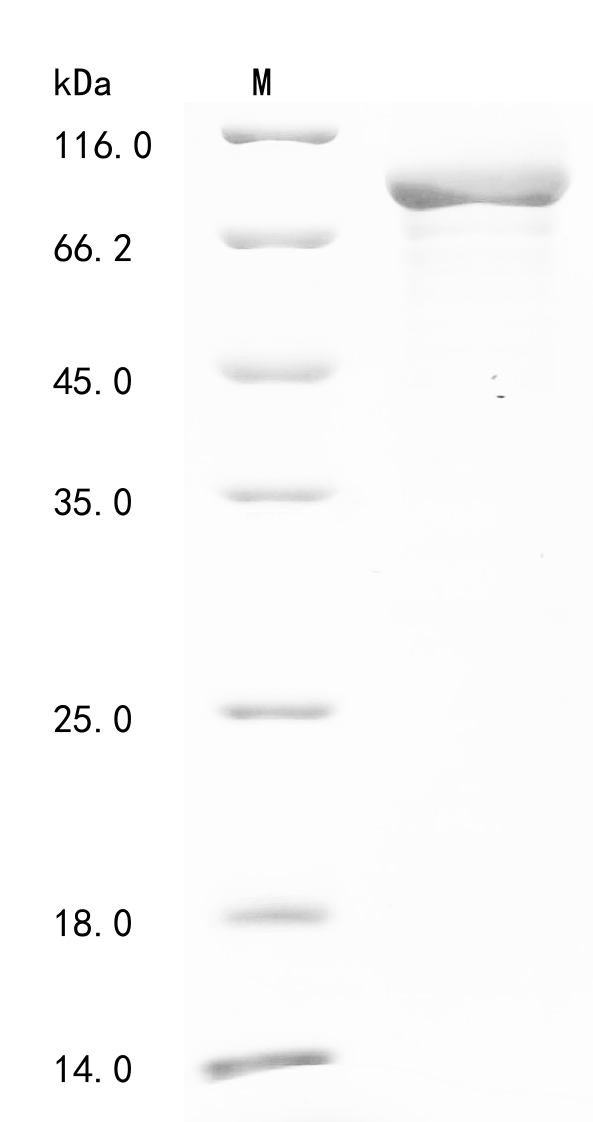 Mouse Plcd1 Protein