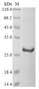 Salmo salar Trypsin-1 Protein