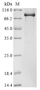 Mouse C1ra Protein