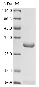 CLU Protein