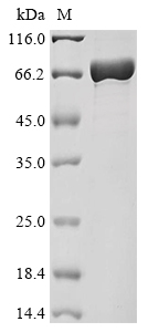 pks13 Protein