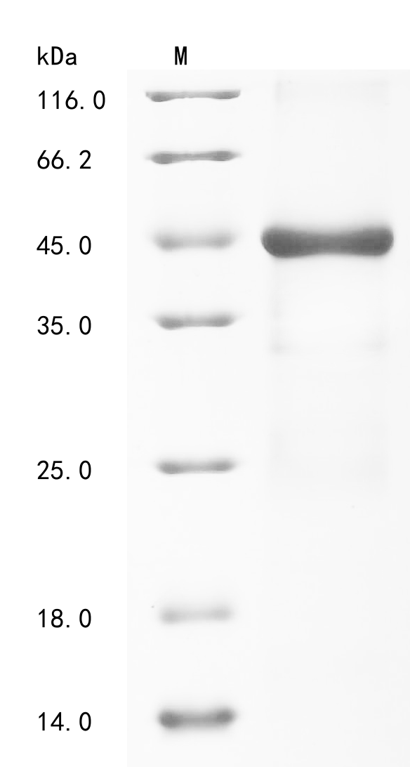 Human PLA2G10 Protein