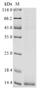 Human APH1A Protein