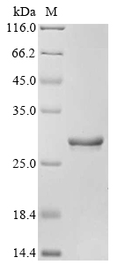GHRL Protein