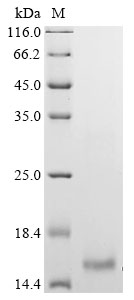 Human SLC43A2 Protein