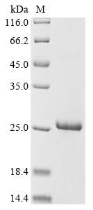 TROSPA Protein