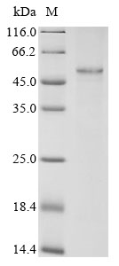 Mouse Foxp3 Protein