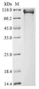 tbpA Protein