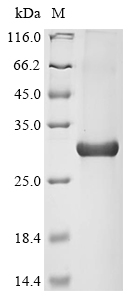 Human AHR Protein