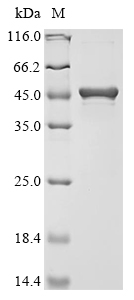 dspB Protein