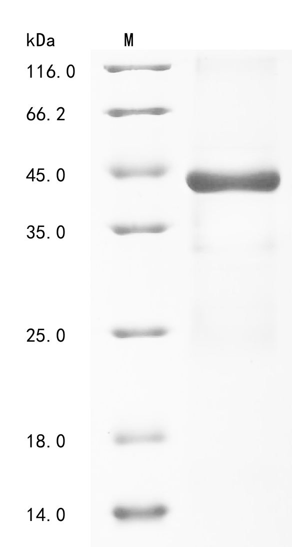 Chlamydia trachomatis Virulence plasmid protein pGP3-D Protein