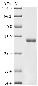 Human AGTR1 Protein