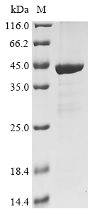dotB Protein