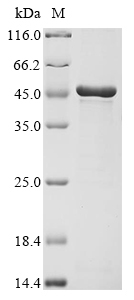 Human MMP8 Protein