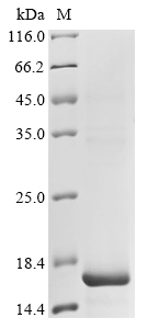 SPACA3 Protein