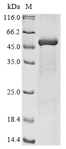 Gossypium mustelinum BHLH domain-containing Protein