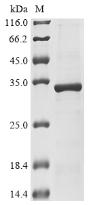 stcE Protein