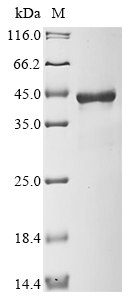 Human STAP1 Protein