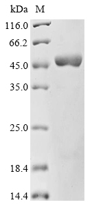 hasB Protein